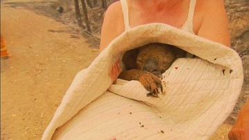 Nie żyje koala Lewis uratowany z pożaru w Australii