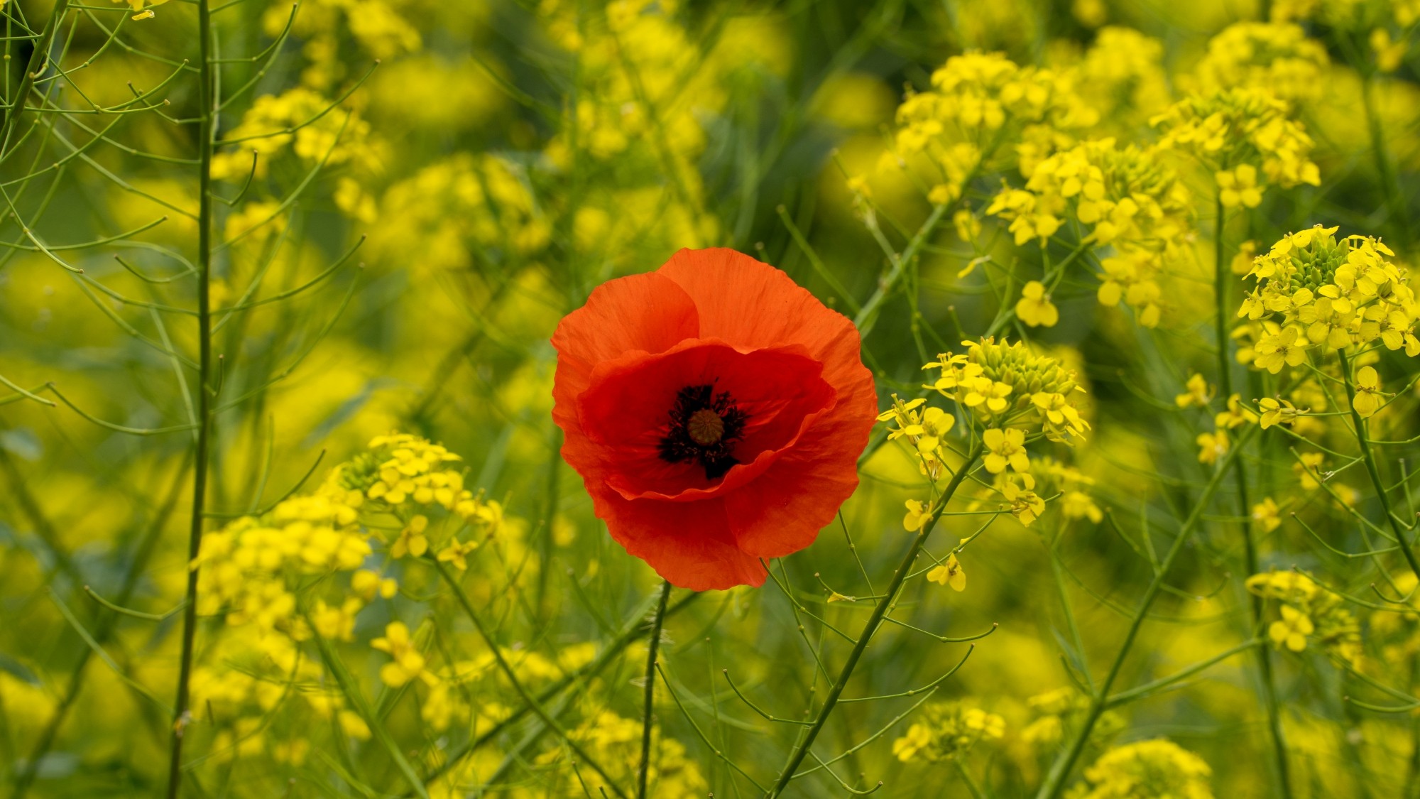 Lato na prowincji - zdjęcie 28