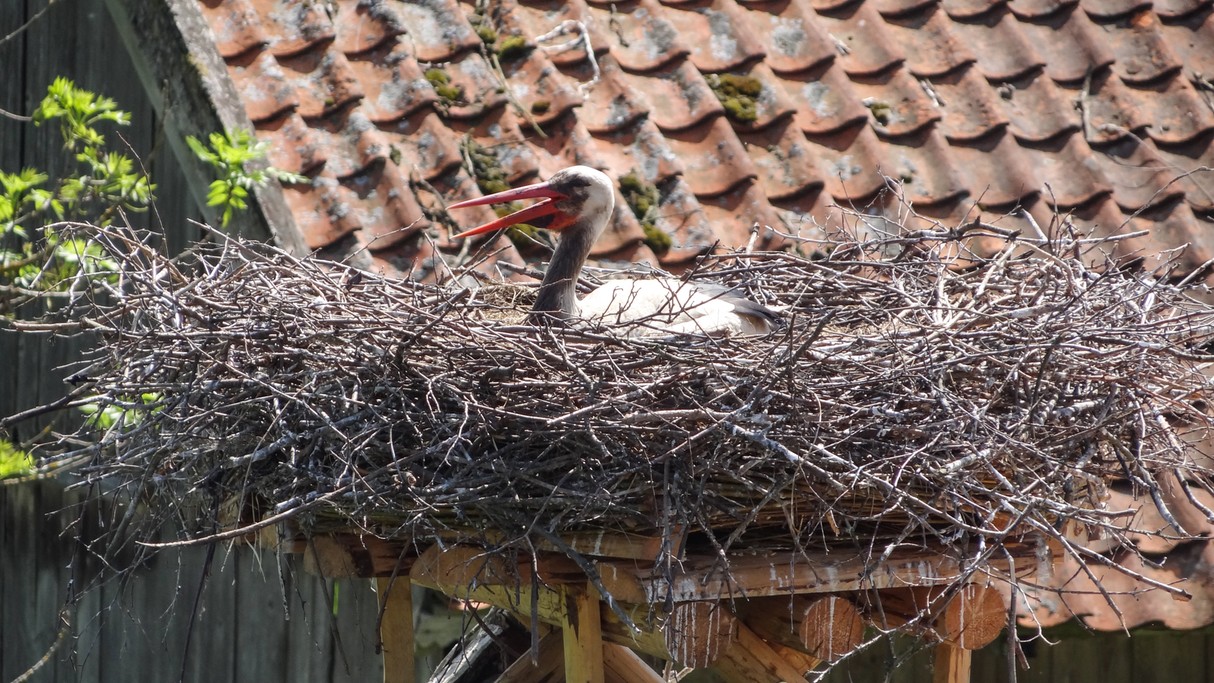 Bociania wioska - zdjęcie 24