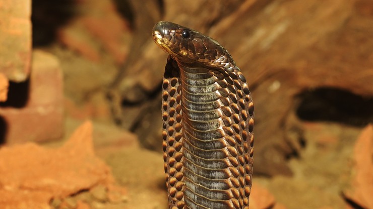 Po pięciu dniach złapano niebezpieczną kobrę nepalską. Ewakuowani mieszkańcy mogą wrócić do domów