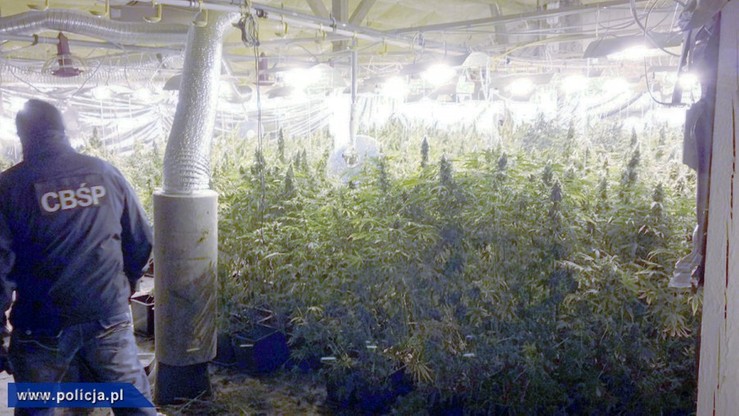 Plantacja marihuany w kurniku. Blisko 900 krzewów konopi