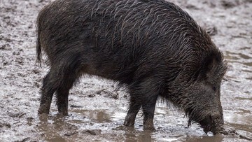 Wirus ASF. Na zachodzie Polski pierwszy przypadek afrykańskiego pomoru świń