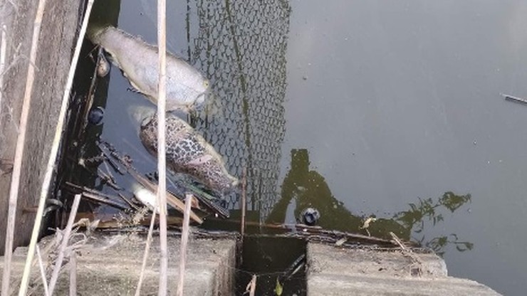 Olsztyn. Setki śniętych ryb w rezerwacie Kwiecewo. Służby państwowe powiadomione