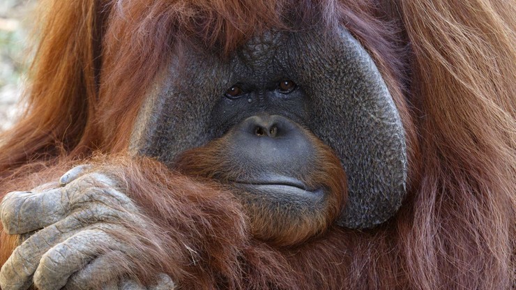 Nauczył się języka migowego, ale wstydził się "migać" przy obcych. Nie żyje orangutan Chantek