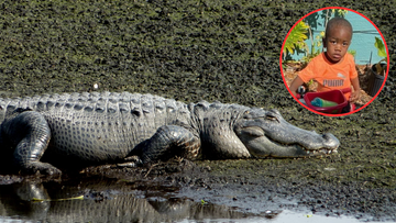 Ciało dwuletniego chłopca znalezione w paszczy aligatora