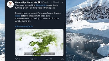 "Zielony śnieg" na Antarktydzie. Brytyjscy naukowcy poznali przyczynę tego zjawiska