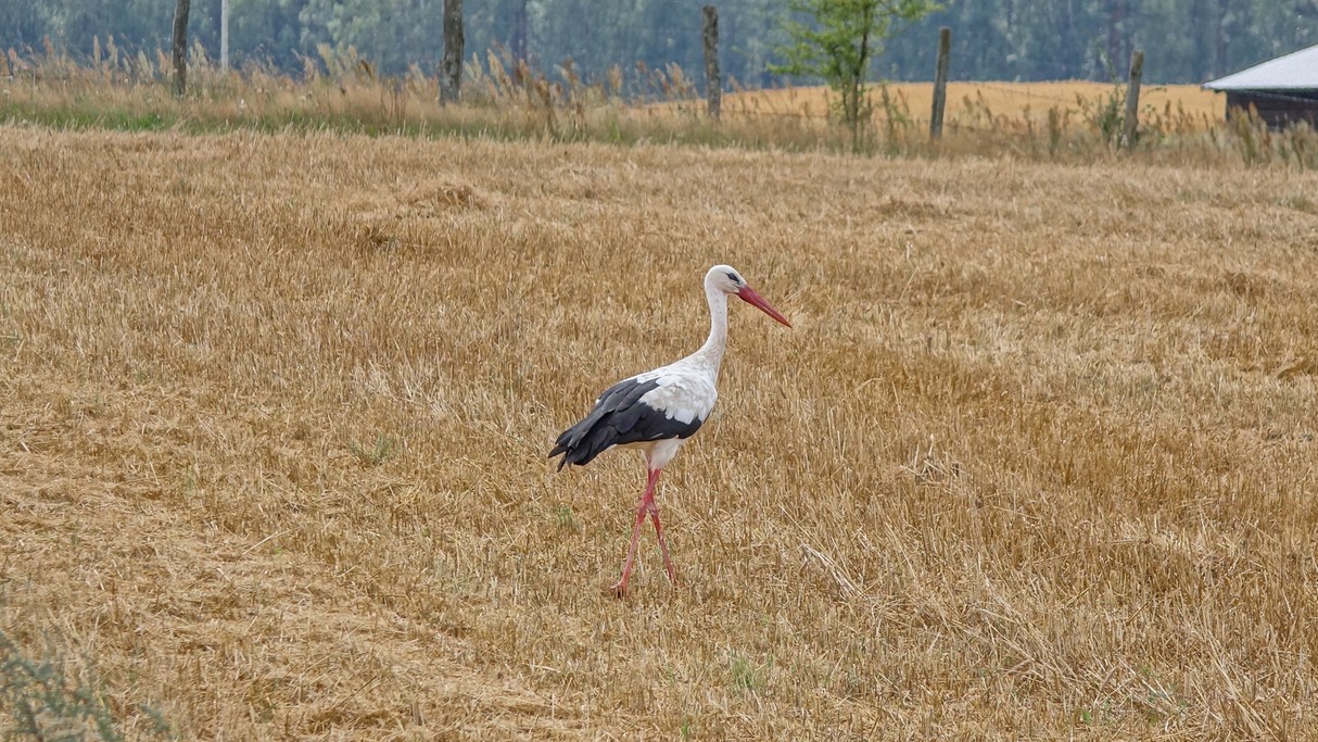 Czerwiec w obiektywie - zdjęcie 27