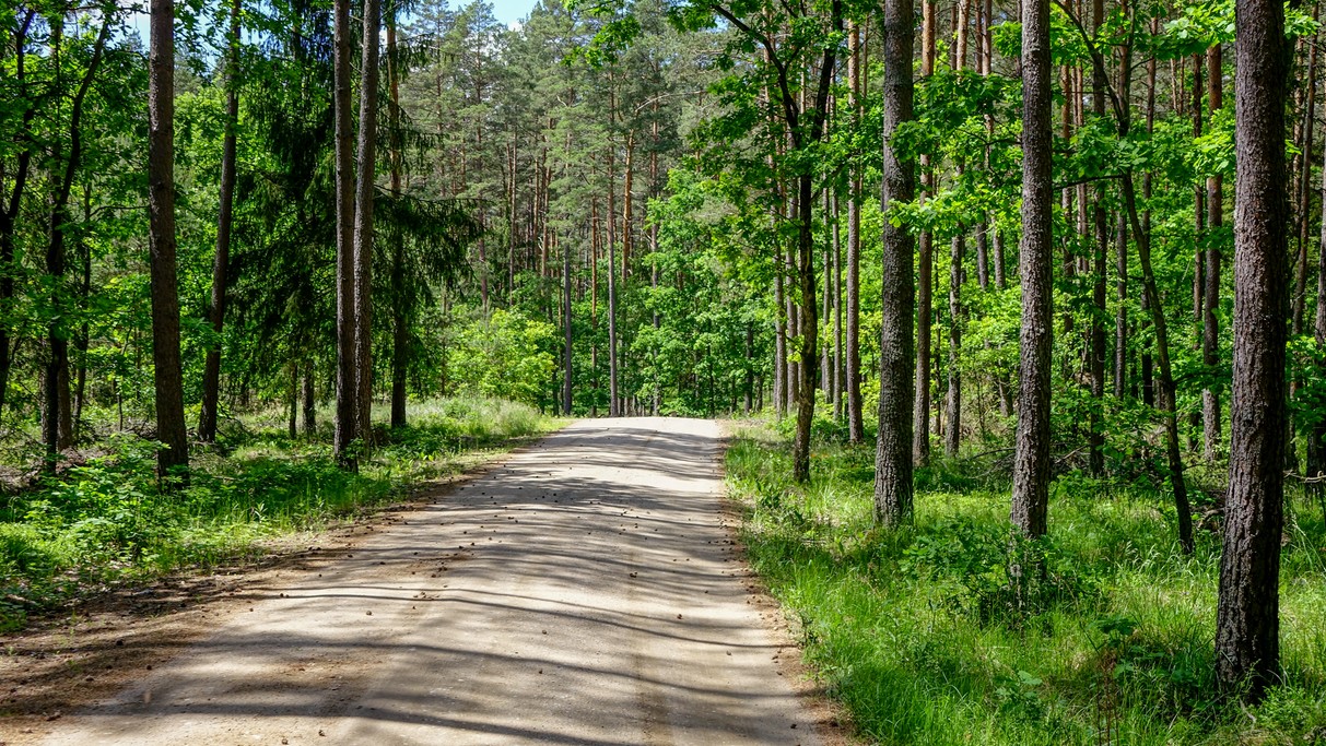 Białowieski Park Narodowy - zdjęcie 16
