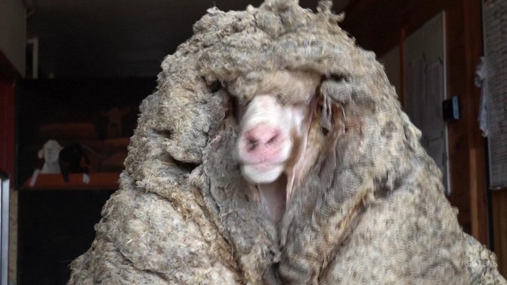 Dzika owca znaleziona w Australii. Miała na sobie 35 kg futra
