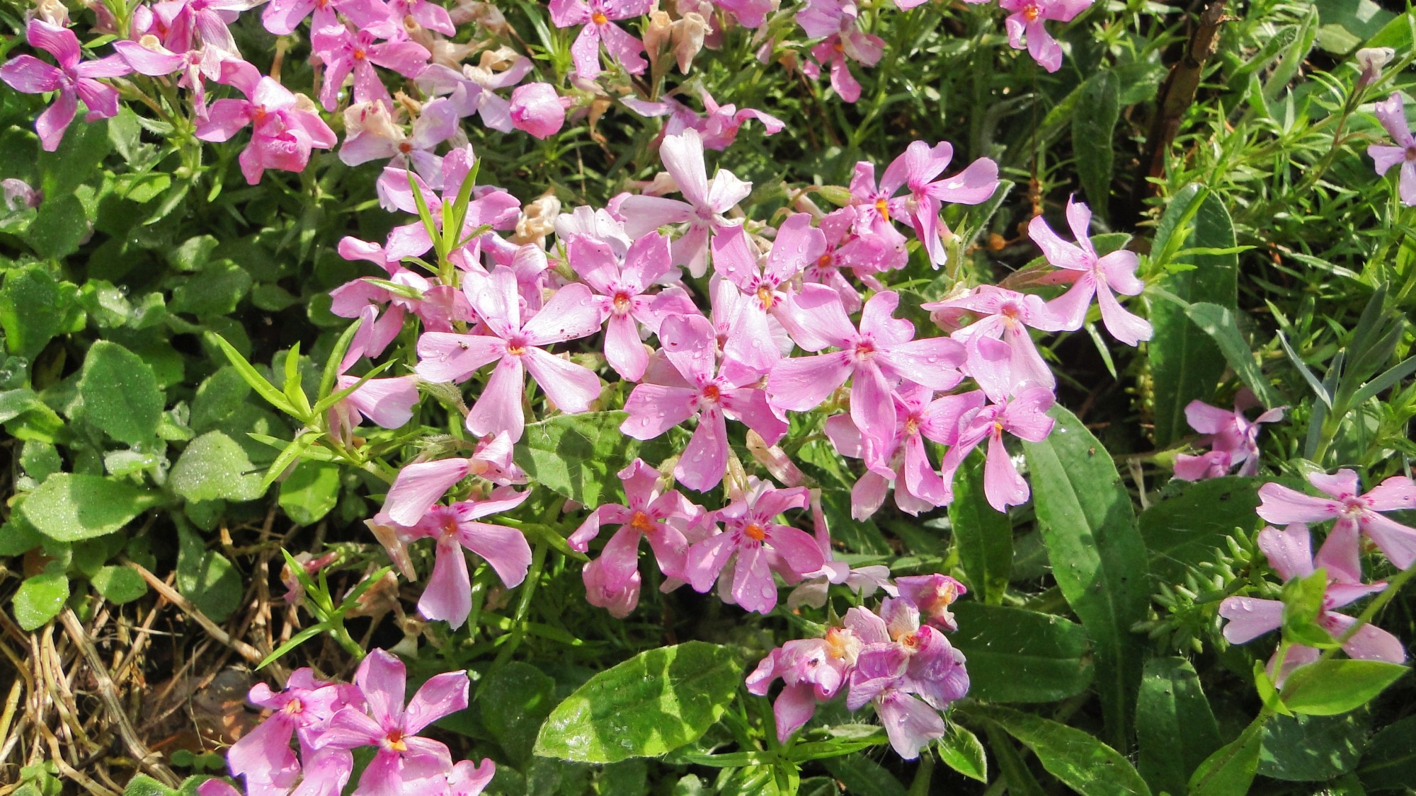 Wiosna radosna - zdjęcie 28