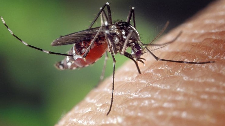 Czy komary mogą przenosić koronawirusa? Są wyniki badań