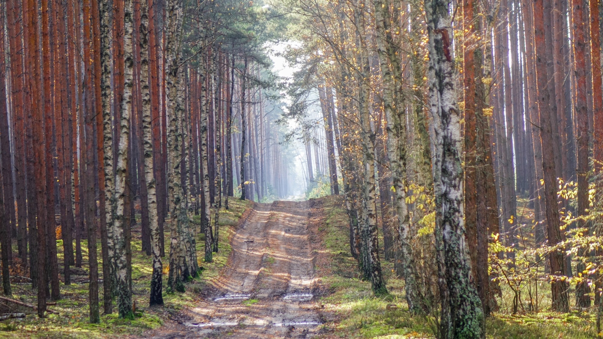 Urocze zakątki w lasach - zdjęcie 26