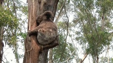 Koale zagrożone wyginięciem