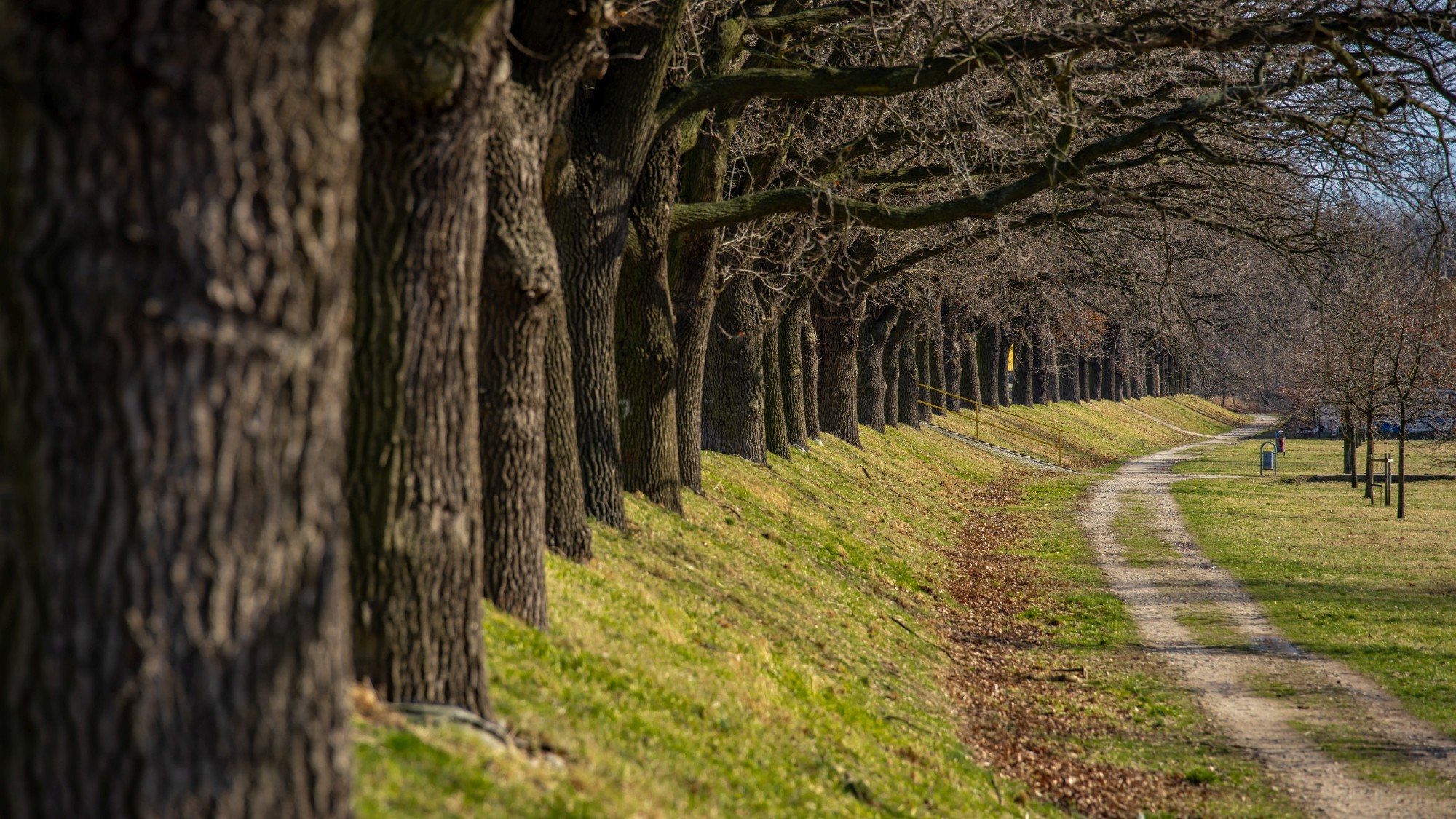 Wiosna coraz bliżej - zdjęcie 12