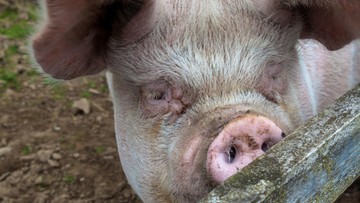 Afrykański pomór świń na Ukrainie. 220 km od polskiej granicy