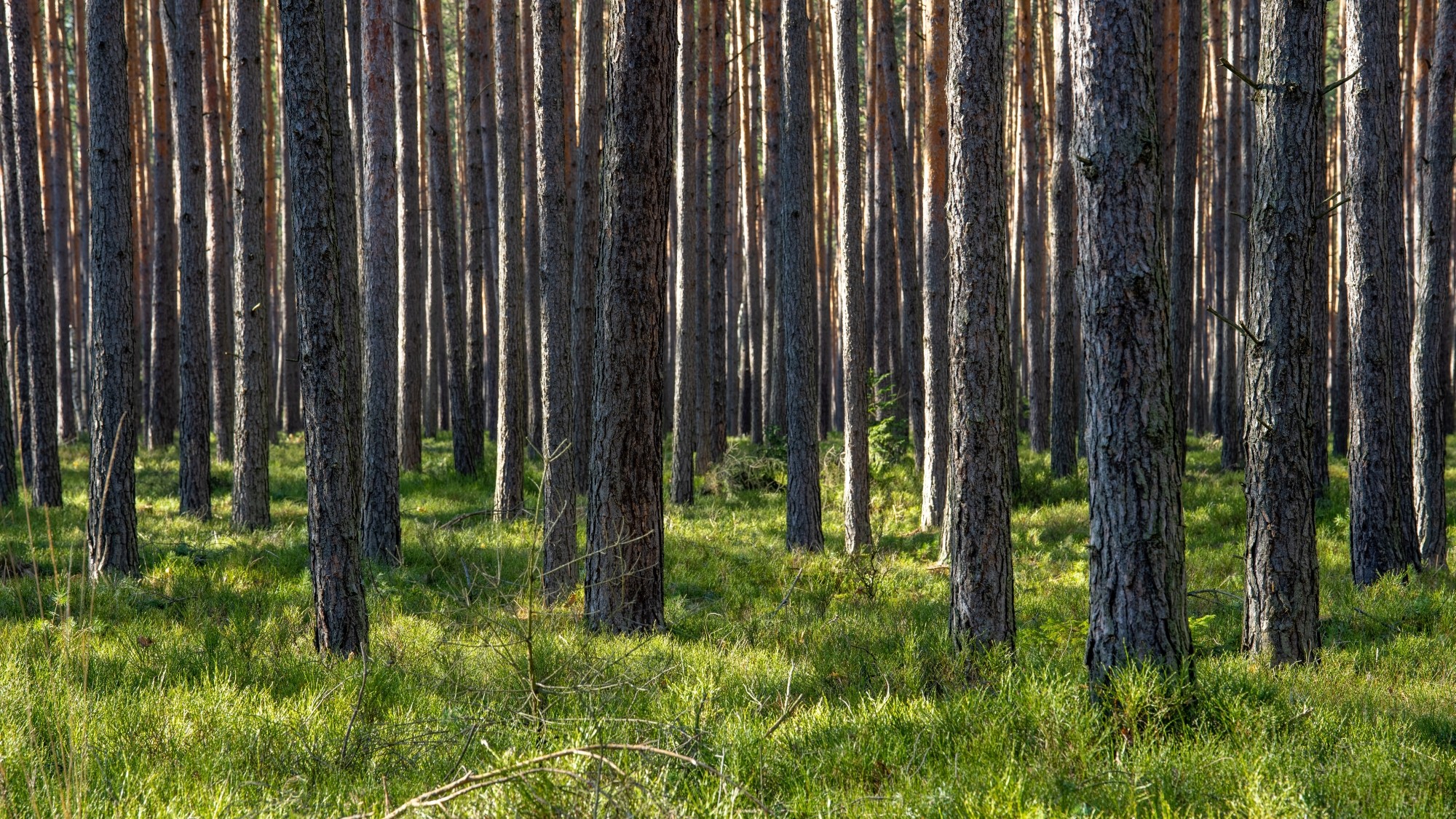 Wiosna coraz bliżej - zdjęcie 19