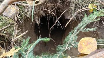 Tunel pod granicą z Białorusią. Tajemnicze odkrycie na Podlasiu