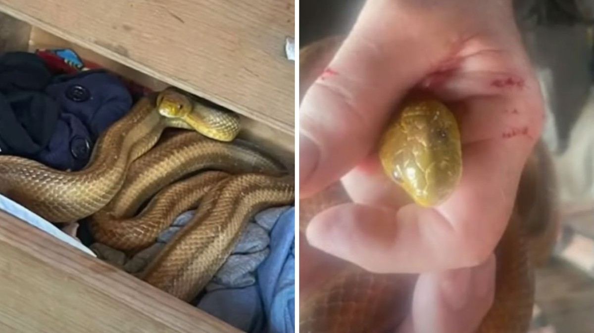 USA. Znaleźli węża w szufladzie. Gad ugryzł mężczyznę