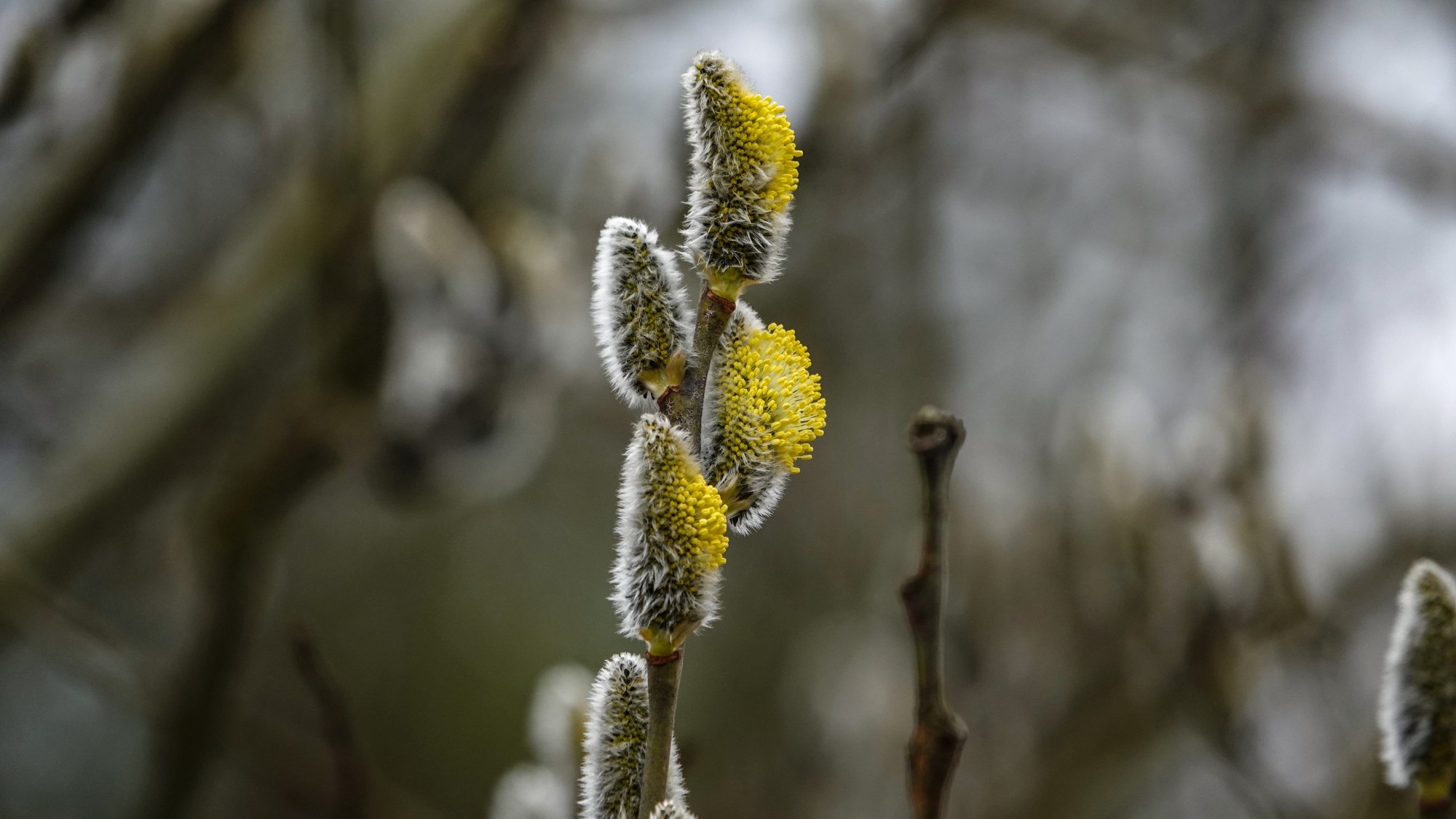 Wiosenna pobudka - zdjęcie 27