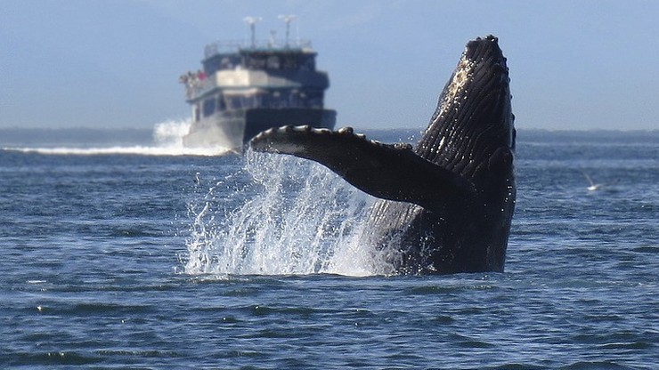Norwegowie mogą zabić o 279 wielorybów więcej niż przed rokiem. Rząd podwyższył kwoty połowowe