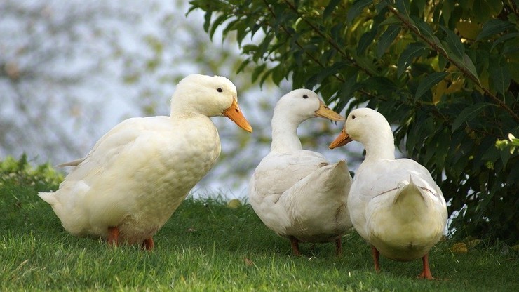 Ognisko ptasiej grypy w Wielkopolsce. 4 tys. kaczek do utylizacji