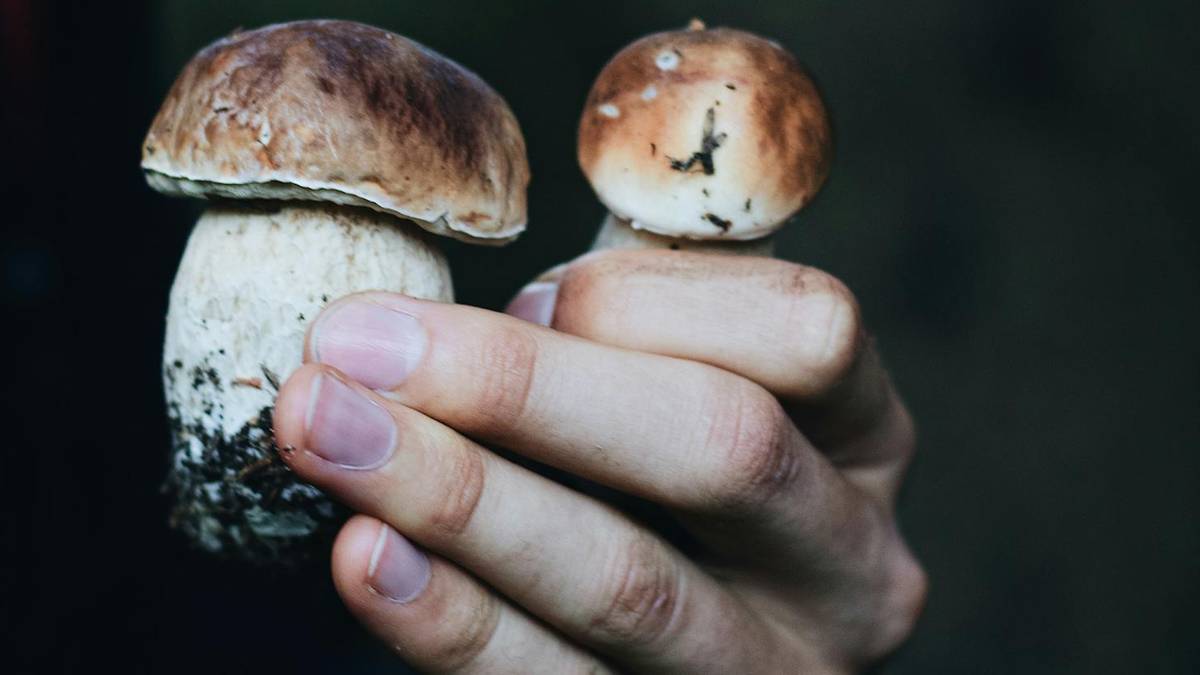 To kluczowa decyzja. Zapewni pełen kosz grzybów