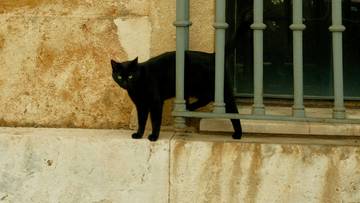 Hiszpania: Zakaz adopcji czarnych kotów. W tle "złowrogie obrzędy"