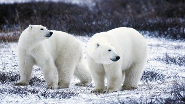 Rosja: inwazja białych niedźwiedzi sparaliżowała życie miasteczka