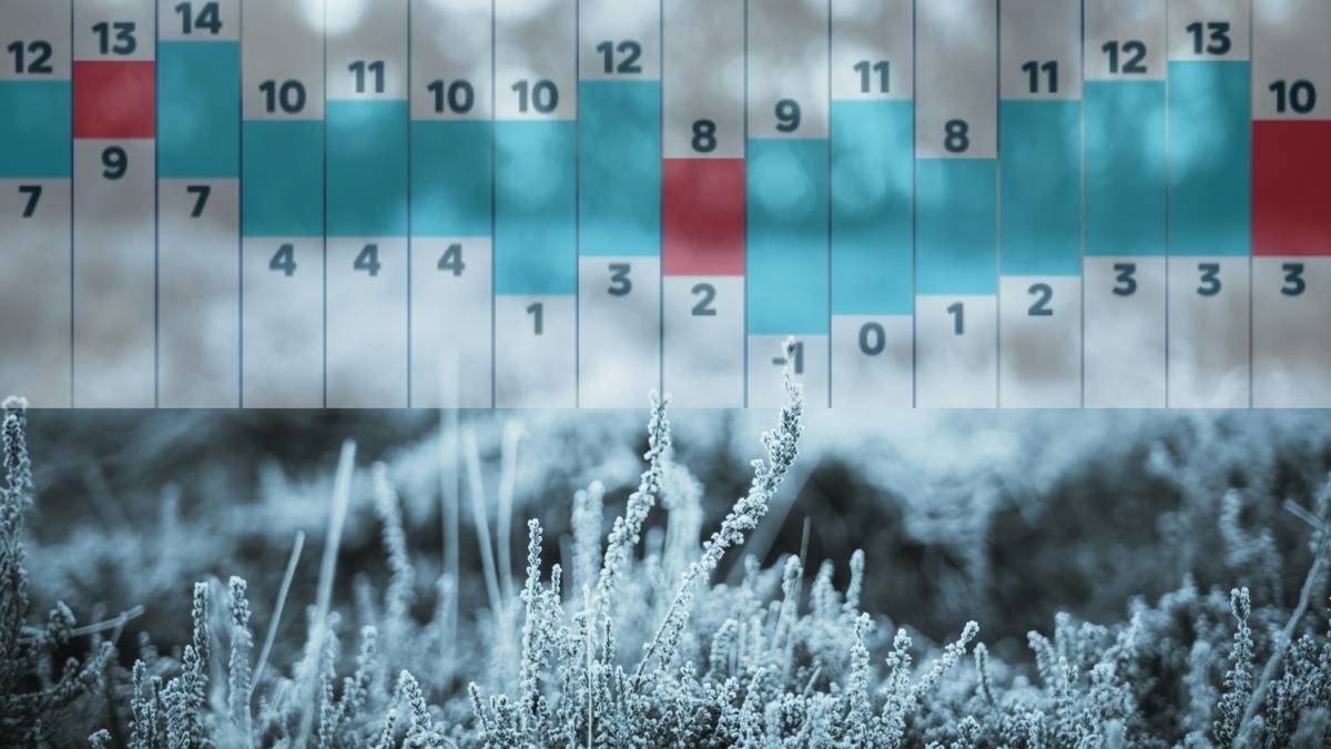 Wykres słupkowy z temperaturami na tle zamarzniętej roślinności.