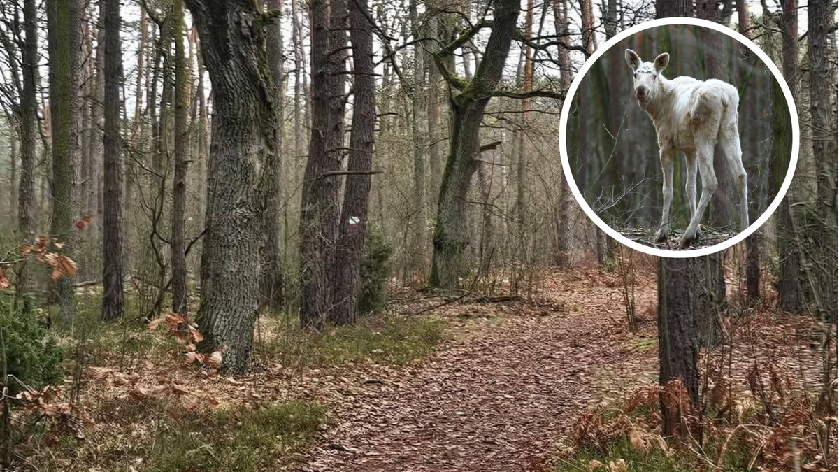 Niezwykły gość w Kampinoskim Parku Narodowym. "Anomalia genetyczna"