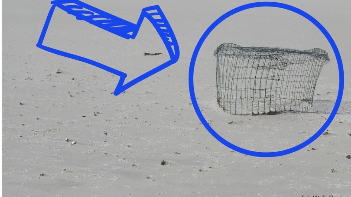 WWF Polska montuje druciane konstrukcje na plażach. To schronienie dla ptaków