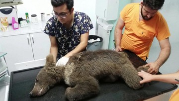 Turcja. Służby uratowały niedźwiedzia, który zjadł za dużo miodu