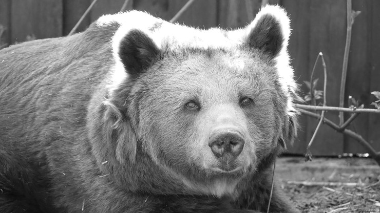 Nie żyje niedźwiedzica z warszawskiego zoo. Miała 38-lat