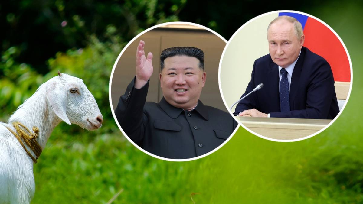 Kim i Putin zacieśniają współpracę. Kozy trafią z Rosji do Korei Północnej