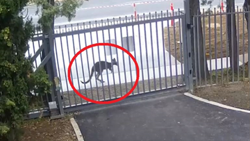 Australia: Kangur próbował wtargnąć na teren rosyjskiej ambasady. Incydent nagrała kamera