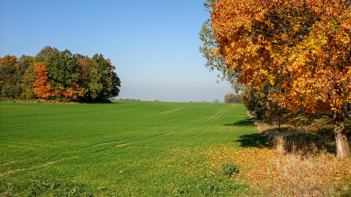 Jesienne krajobrazy za miastem - zdjęcie 5