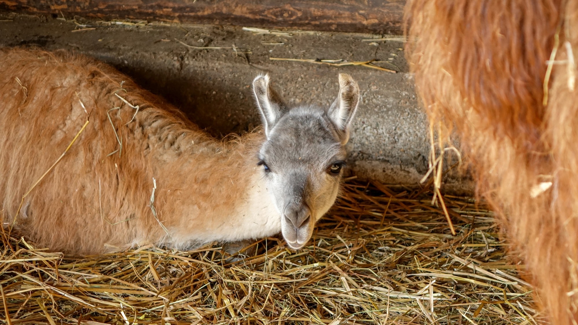 Z kamerą wśród zwierząt - zdjęcie 18