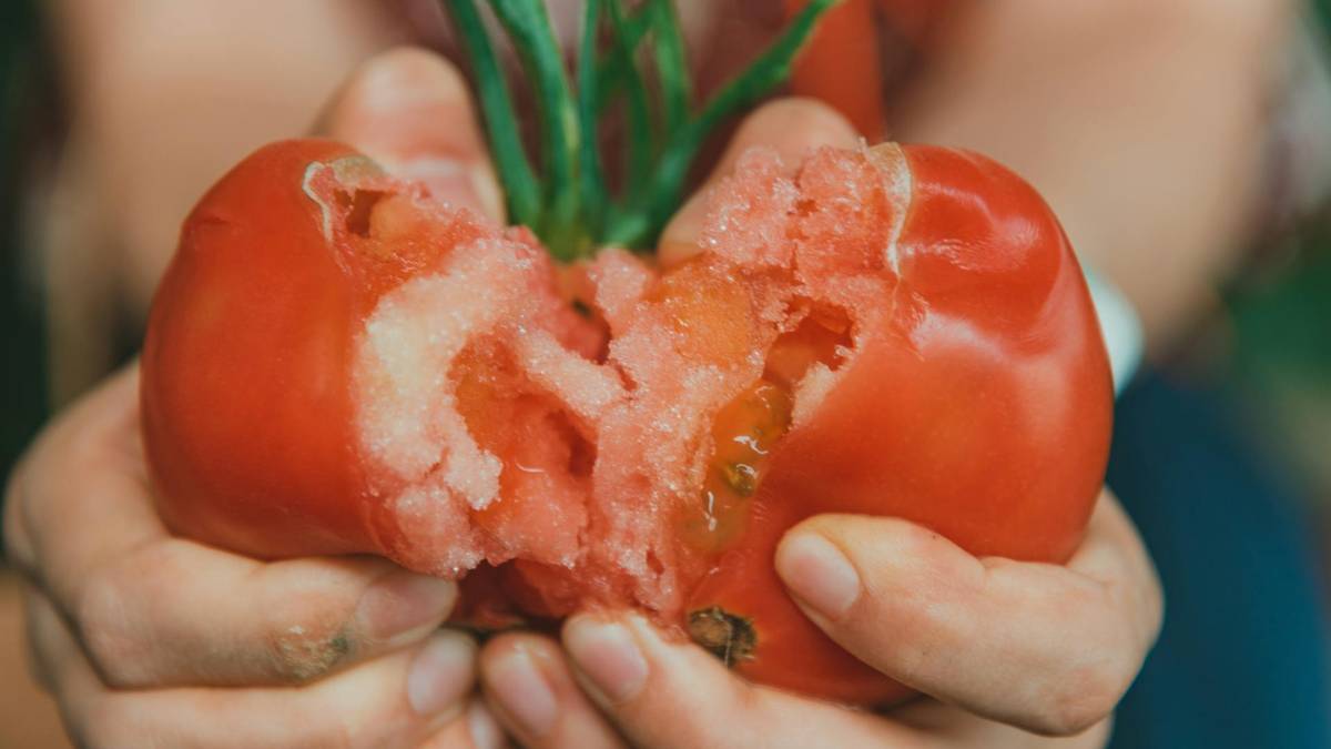Dłonie trzymają rozgniecionego, czerwonego pomidora z zieloną łodygą.