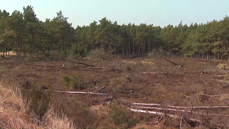 Jest akt oskarżenia przeciwko dwóm osobom, które zleciły wycinkę lasu w Łebie