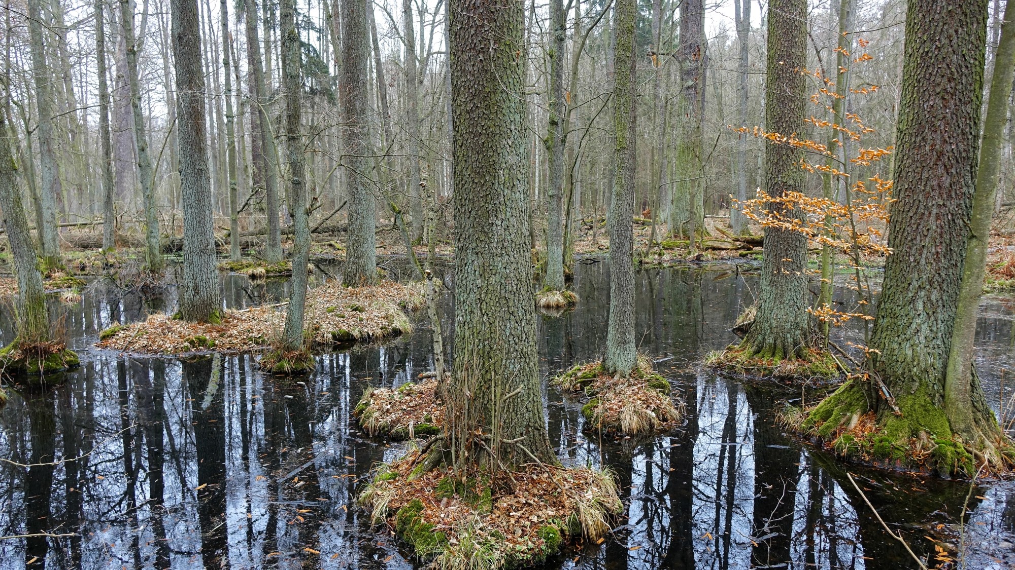 Urocze zakątki w lasach - zdjęcie 8