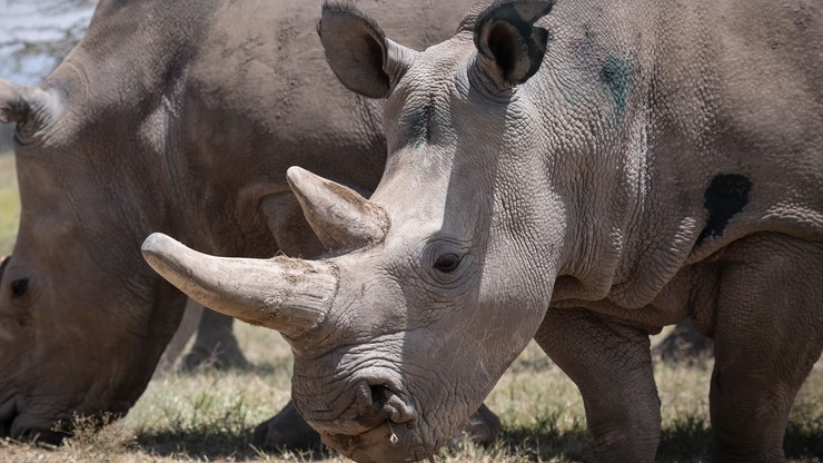 Poszli do zoo i wydrapali swoje imiona na skórze nosorożca. "To imbecyle"