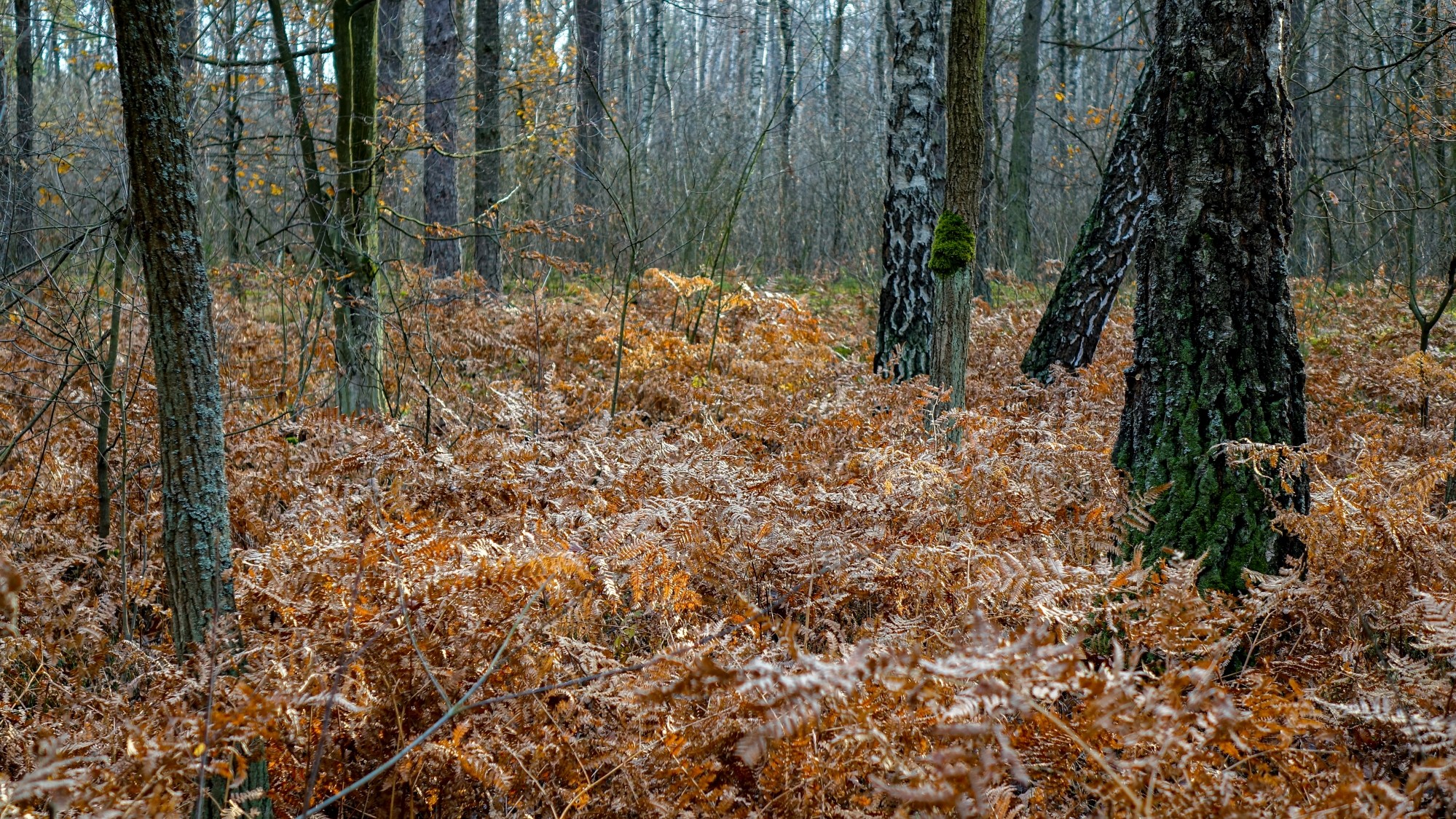 Listopad w obiektywie - zdjęcie 18