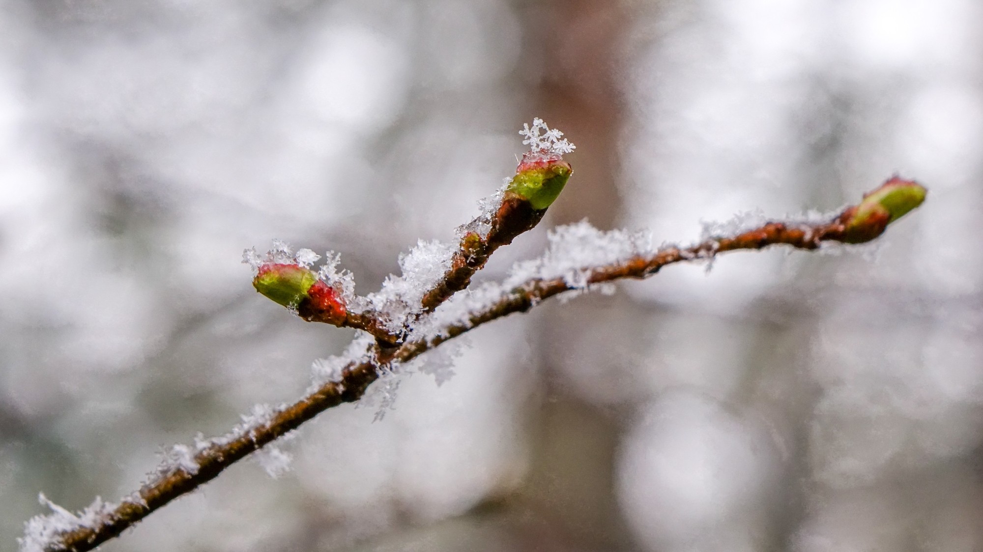 Zima w maju - zdjęcie 10
