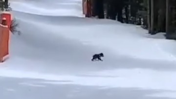 Niedźwiedzia rodzina blisko ludzi. Zamknięte szlaki turystyczne i narciarskie