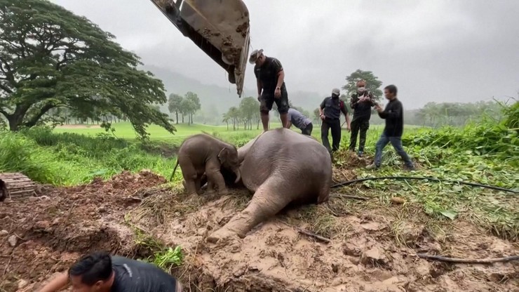 Tajlandia. Akcja ratunkowa w parku narodowym. Słoniątko utknęło w kanale