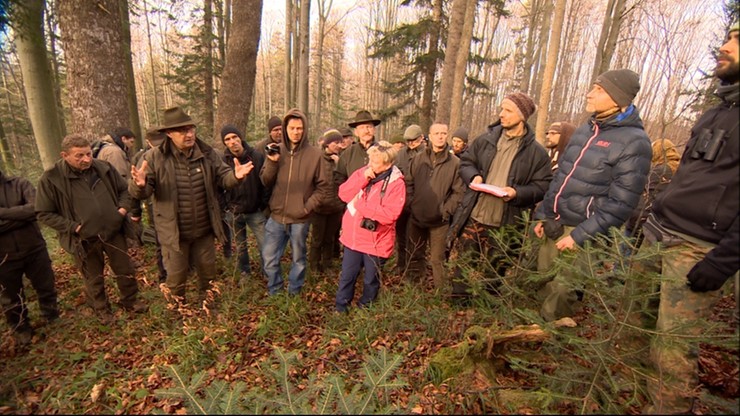 Ekolodzy i leśnicy chcą się dogadać ws. wycinki drzew w Puszczy Karpackiej
