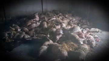 Jednej nocy udusiło się 300 świń. Dramat rolnika 