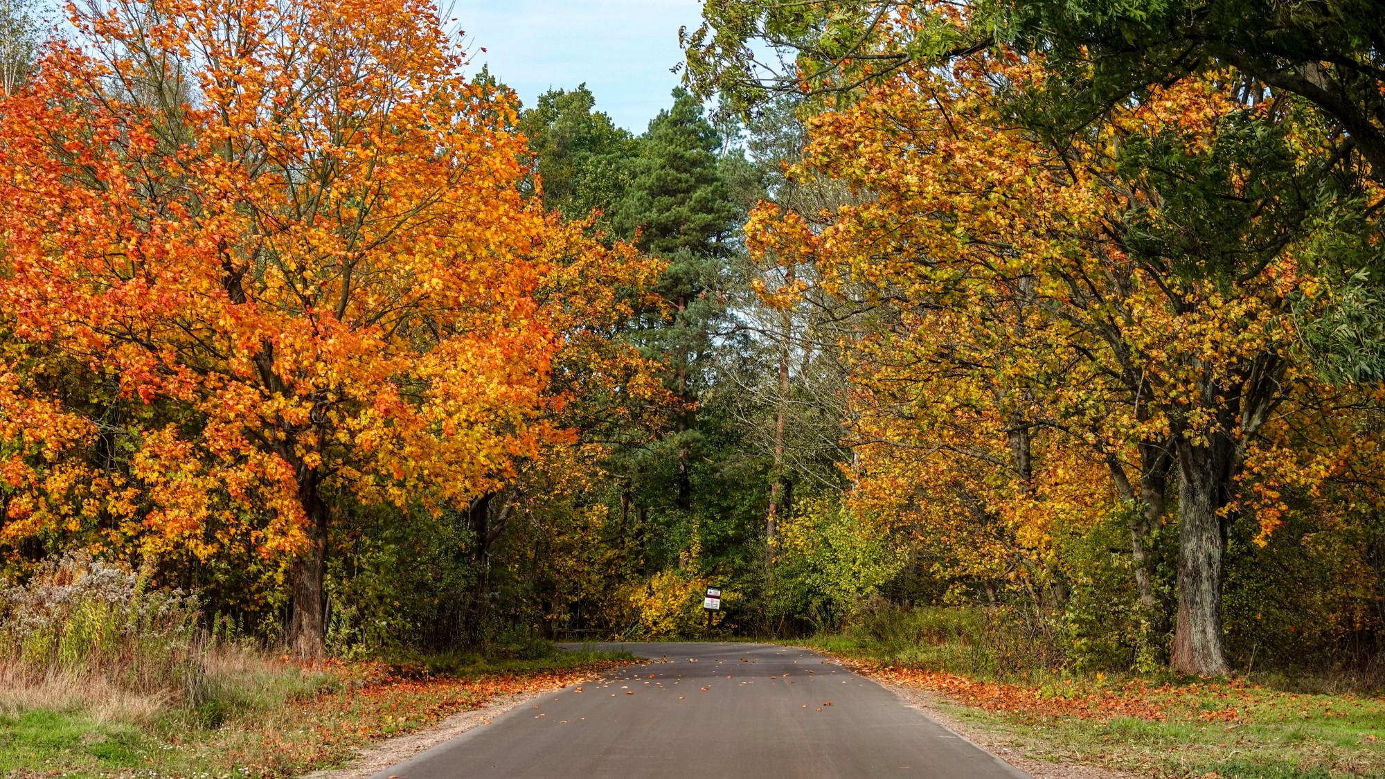 Wszystkie barwy jesieni - zdjęcie 48