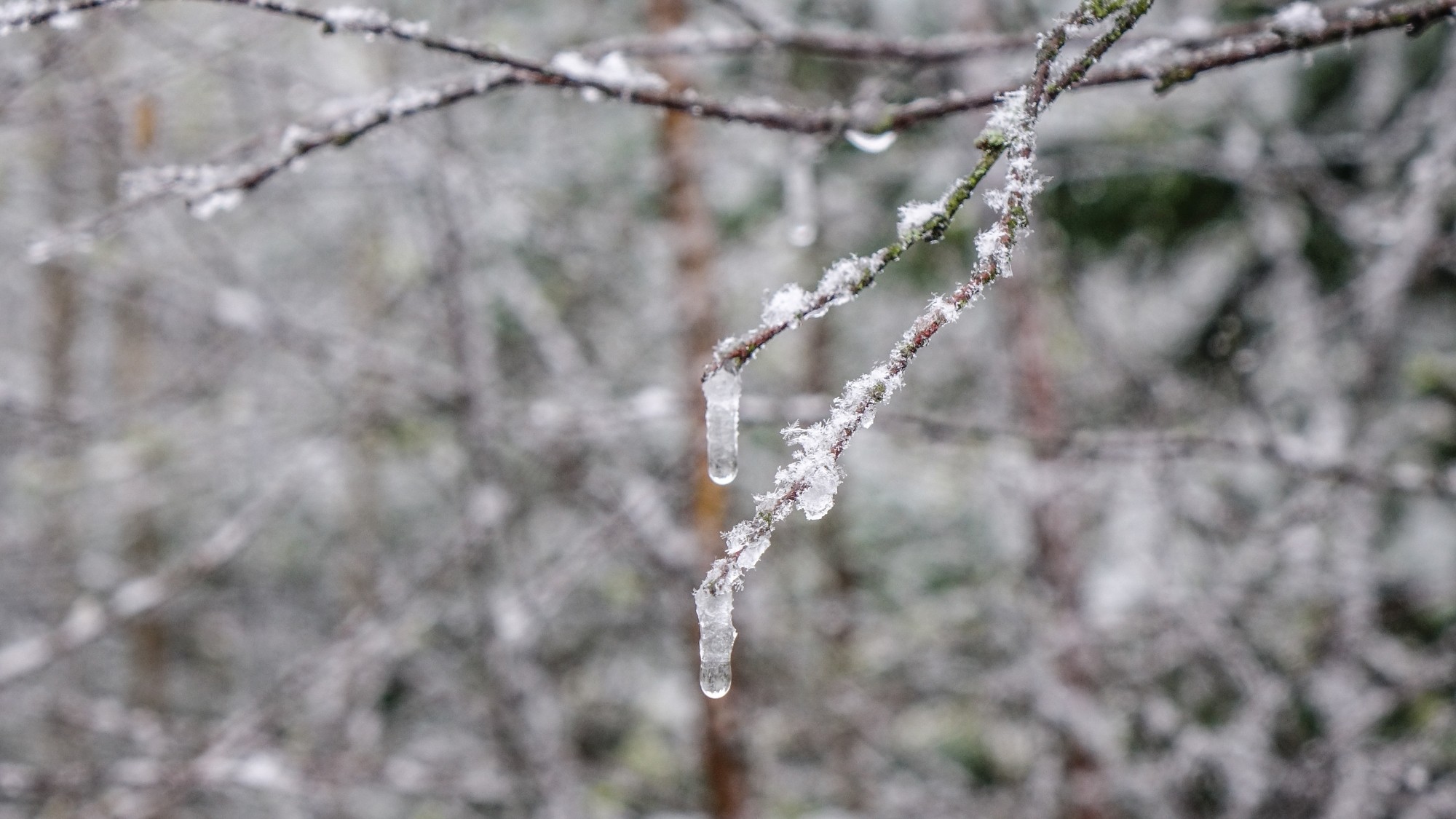 Zima w maju - zdjęcie 17