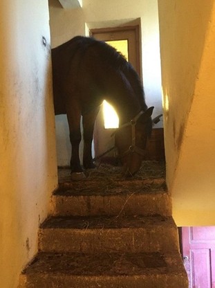 Koń wszedł na piętro domu, inny utknął w bagnie. Pomogli strażacy